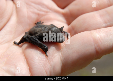 A bat (common pipistrelle), about one week old, on a hand Stock Photo
