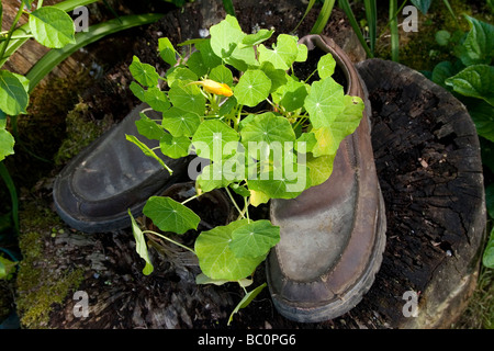 Nasturtiums growing in old pair of shoes Stock Photo