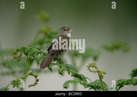 Grasshopper warbler Locustella naevia singing Wales Stock Photo