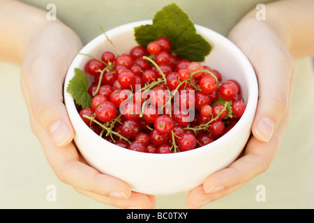 Red currants Ribes rubrum