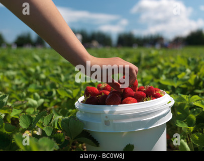 Woman picking strawberry on a farm Stock Photo