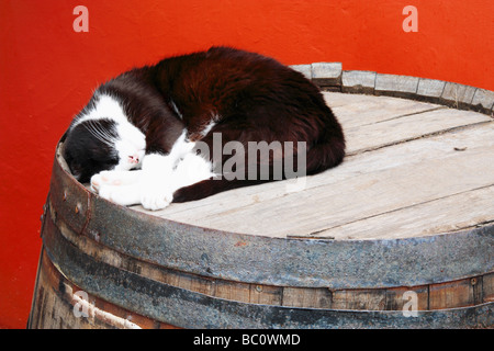 Cat sleeping on wine barrel in Spain Stock Photo
