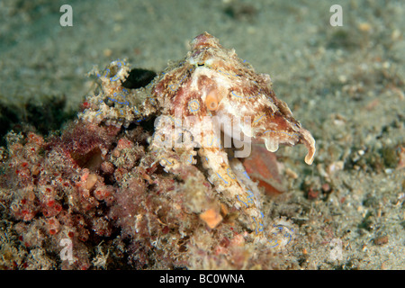 Venomous Southern blue-ringed Octopus, Hapalochlaena maculosa. This octopus can inject a powerful neurotoxin that can kill. Stock Photo