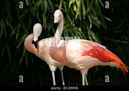 Chilean Flamingo, Phoenicopterus chilensis, Phoenicopteridae, Phoenicopteriformes Stock Photo