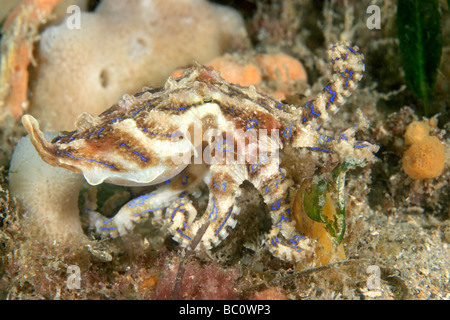 Venomous Southern blue-ringed Octopus, Hapalochlaena fasciata. This octopus can inject a powerful neurotoxin that can kill. Stock Photo