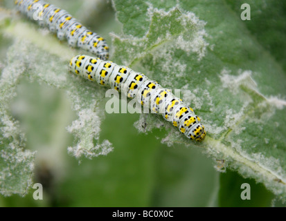 Mullein Moth Larva Feeding on Great Mullein Plant, Cucullia verbasci, Cuculliinae Noctuidae, Noctuoidea, Lepidoptera Stock Photo