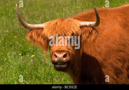 Higland Cattle at Hounslow Uban Farm, Middlesex, UK. Stock Photo