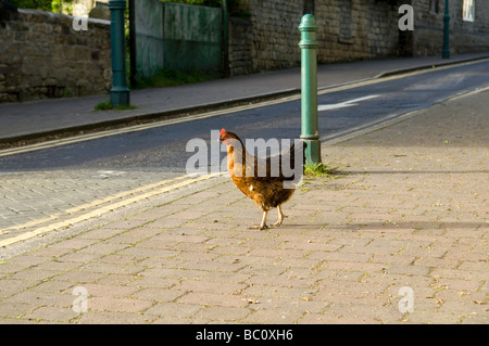 Chicken crossing the road, Dinnington, South Yorkshire Stock Photo
