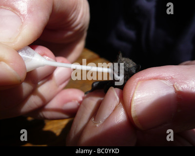 A bat (common pipistrelle), about one week old, on a hand being fed with a special milk and a pipette Stock Photo