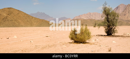 Panoramic shot of lone tree and shrub in dry wadi bed in the Red Sea Hills, Eastern Desert, Egypt Stock Photo