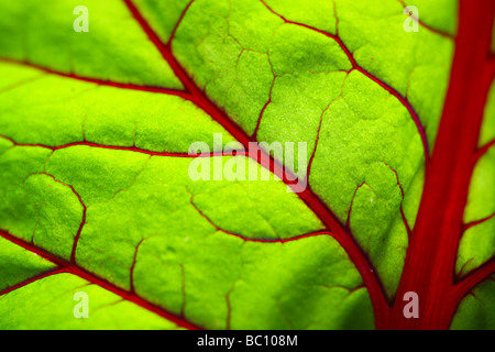 Translucent leaf. Stock Photo