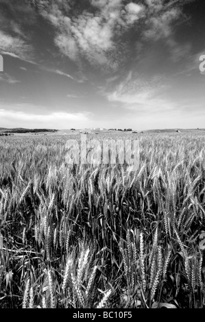 Tel Megiddo jezreel valley Israel Stock Photo