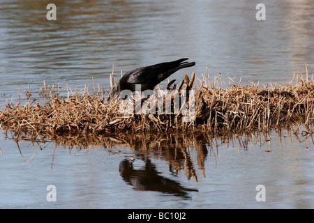 American Crow eating freshwater shellfish (Corvus brachyrhynchos) Stock Photo