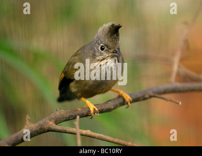 Stripe-throated Yuhina, Yuhina gularis, Timaliidae, Passeriformes, from the Himalayas, western China, Myanmar and Indochina. Stock Photo