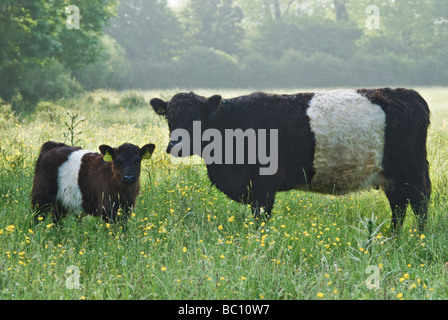 Belted Galloway cow and calf in hay meadow near Cricklade, Wiltshire Stock Photo