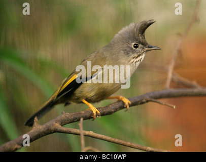 Stripe-throated Yuhina, Yuhina gularis, Timaliidae, Passeriformes, from the Himalayas, western China, Myanmar and Indochina. Stock Photo