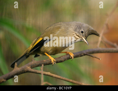 Stripe-throated Yuhina, Yuhina gularis, Timaliidae, Passeriformes, from the Himalayas, western China, Myanmar and Indochina. Stock Photo