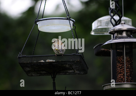 greenfinch juvenile on bird table Stock Photo