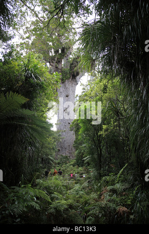 Kauri tree 'Tane mahuta', Waipoua Forest Stock Photo