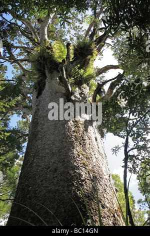 Kauri tree 'Tane mahuta', Waipoua Forest Stock Photo