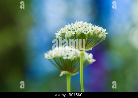 Allium Nigrum. Ornamental onion / black garlic flowers Stock Photo