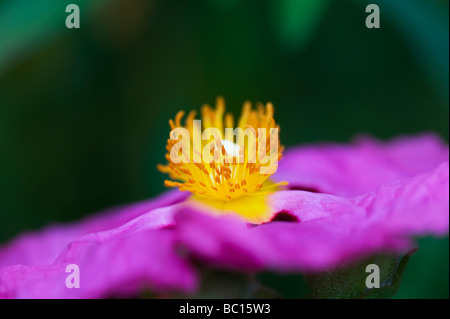 Cistus x purpureus. Purple-flowered rock rose Stock Photo