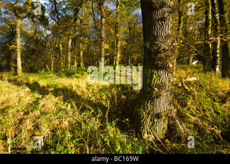 England, Tyne Wear. Woodland of Gosforth Park nature reserve managed by the Natural History Society of Northumbria Stock Photo