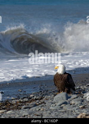 American Bald Eagle stands on the rocky beach watching waves roll in at Kachemak Bay near Homer, Alaska. Stock Photo