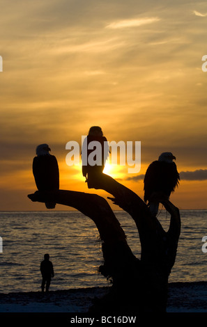 A hiker or beachcomber watches a silhouetted trio of American Bald Eagles at sunset on the beach at Kachemak Bay near Homer, Ala Stock Photo