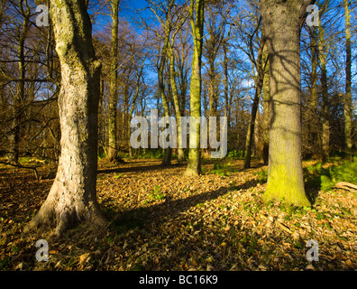 England, Tyne Wear. Woodland of Gosforth Park nature reserve managed by the Natural History Society of Northumbria Stock Photo