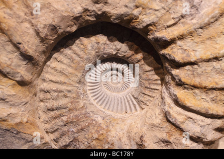 Ammonite Fossil Stock Photo