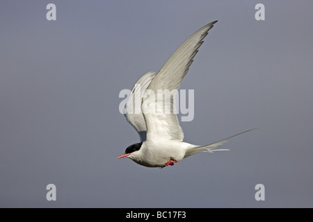 Arctic Tern in flight Stock Photo