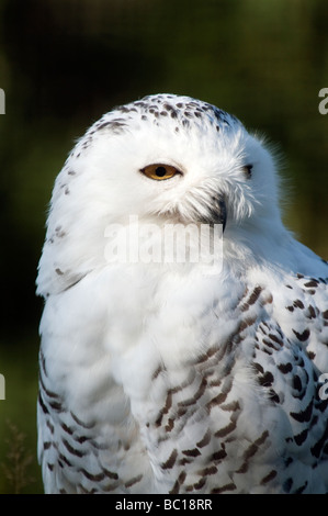 close up of a female snowy owl nyctea scandiaca Stock Photo