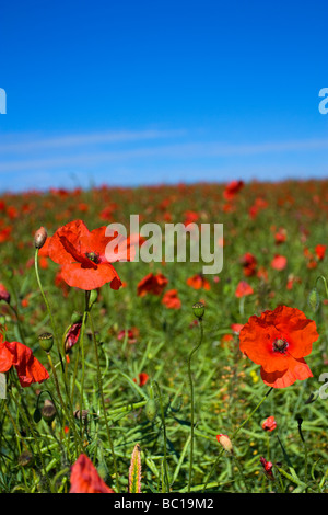 Poppy Raja A suny day with deep blue sky calm sea and light and soft white clouds ...