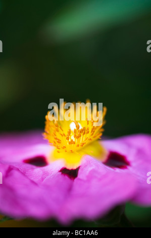 Cistus x purpureus. Purple-flowered rock rose Stock Photo