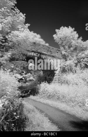 ENGLAND Tyne Wear Holywell Dene Atmospheric Black White image of stone bridge and woodland in Dene near Northumberland border Stock Photo