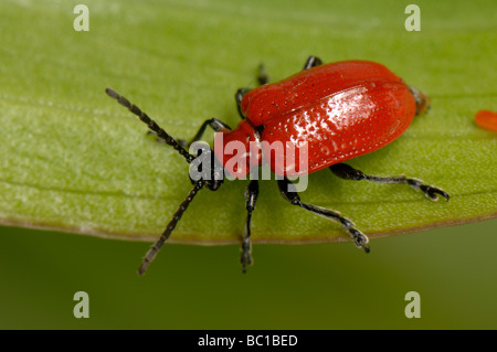 Lily beetle Lilioceris lilii female laying her eggs on a lily leaf Stock Photo