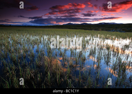 Evening colours at Fokstumyra nature reserve at Dovrefjell, Dovre kommune, Norway. Stock Photo