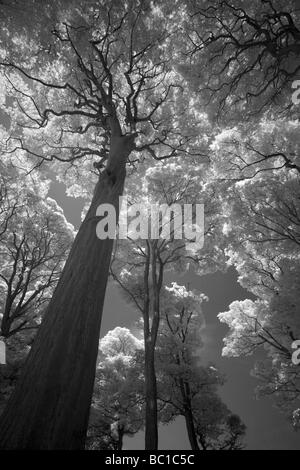 ENGLAND Tyne Wear Holywell Dene Atmospheric Black White image of stone bridge and woodland in Dene near Northumberland border Stock Photo