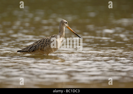 A Marbled Godwit shorebird searches along the shallow shore of a lake in Alberta Canada Stock Photo