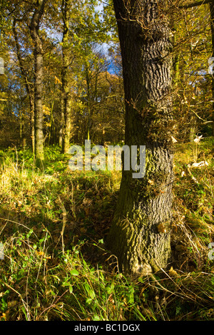 England, Tyne Wear. Woodland of Gosforth Park nature reserve managed by the Natural History Society of Northumbria Stock Photo