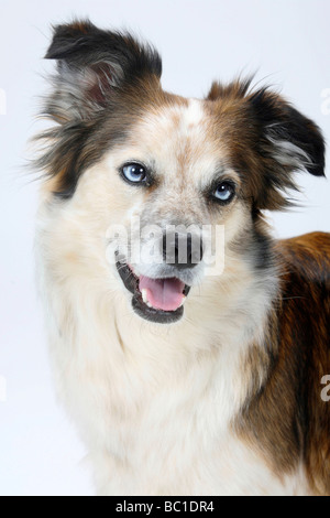 Mixed Breed Dog crossbred Border Collie Stock Photo