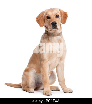 Golden Retriever puppy 5 months old in front of a white background Stock Photo