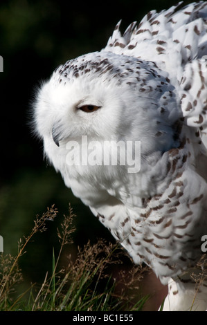 close up of a female snowy owl nyctea scandiaca Stock Photo