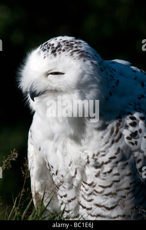 close up of a female snowy owl nyctea scandiaca Stock Photo