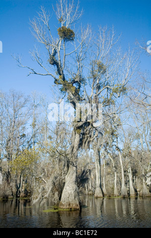 Merchants Millpond State Park,  Beautiful Bald Cypress and Tupelo Swamp Stock Photo