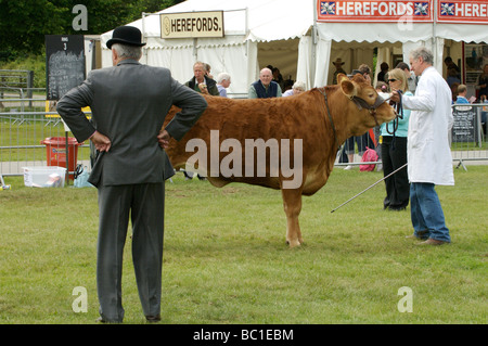 Bulls on display at the three counties show, Malvern Stock Photo