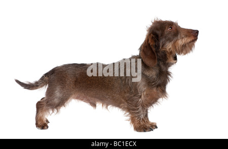 profile of a Brown Wire haired dachshund looking up 3 yeras old in front of a white background Stock Photo