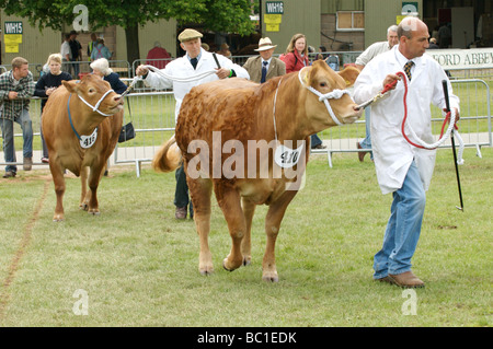 Bulls on display at the three counties show, Malvern Stock Photo