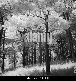 ENGLAND Tyne Wear Holywell Dene Atmospheric Black White image of stone bridge and woodland in Dene near Northumberland border Stock Photo